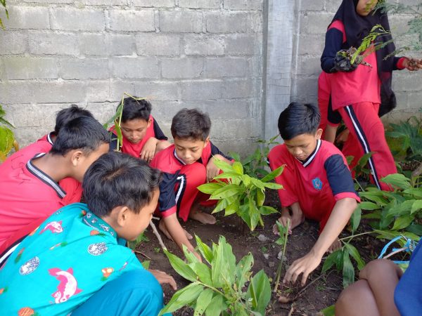 Kegiatan P5 Tema Kearifan Lokal, Perawatan Tanaman Toga.